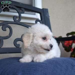 Fluffy (Tiny), Bichon Frise Puppy